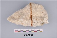 藏品(珊瑚化石)的圖片